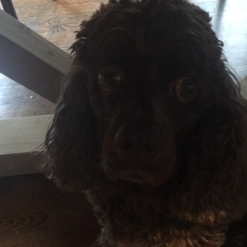 Meet your Posher, Anna